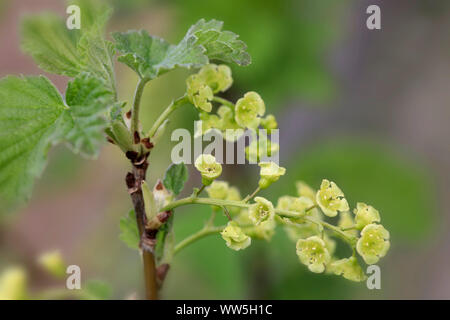 White currant, blossoms, Ribes rubrum Stock Photo