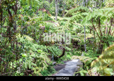 Primeval forest in the Volcanoes National Park, Big Island, Hawaii, USA Stock Photo
