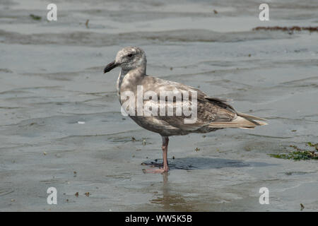 Glaucous-winged gull on the beach, Vancouver Island, British Columbia, Canada Stock Photo