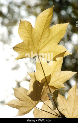 Photography of the yellow leaves of a castor aralia, Kalopanax septemlobus in autumn, Stock Photo