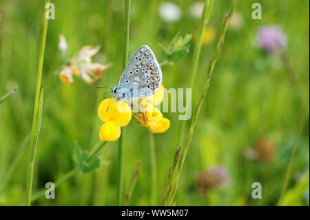 Butterfly, Adonis blue, Polyommatus bellargus, photographed in a meadow landscape, Stock Photo