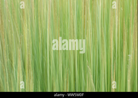 Close-up of hairy melic, Melica ciliata, abstract, Stock Photo