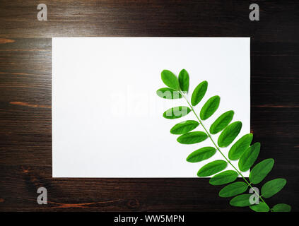 Blank white letterhead and acacia branch with green leaves on wooden background. Nature concept. Copy space for text. Flat lay. Stock Photo