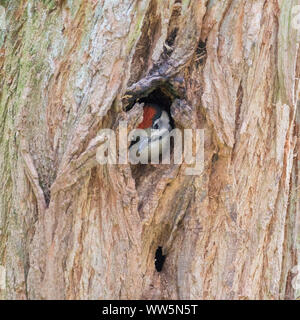 Great spotted woodpecker, Dendrocopos major, single, looking from tree hole Stock Photo