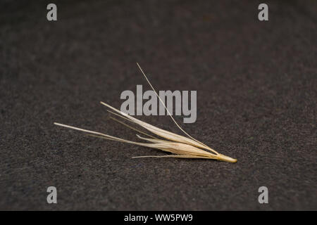Macro photo of a tiny arrowheads of the foxtail grass. When a do