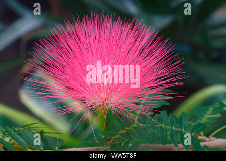 Powder-puff tree, Calliandra cultivar, Close up of pink coloured plant growing outdoor. Stock Photo
