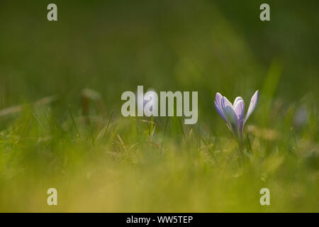 Purple crocus blossom on a mountain pasture in the evening light. Stock Photo