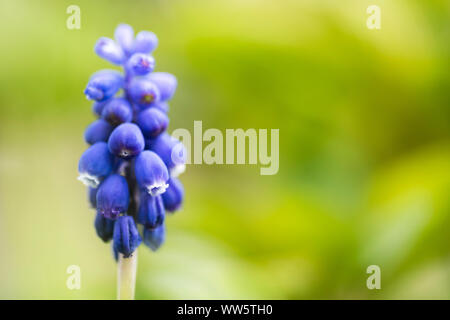 Grape hyacinth in spring meadow Stock Photo