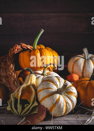 Cornucopia with mini pumpkins on a dark wooden backgound with copy space Stock Photo