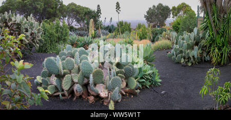 Different succulents in a Mediterranean garden Stock Photo