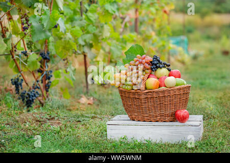 Basket with fruits, apples, grapes in the garden. Arrangement in the garden with blue and green grapes, a basket, a glass of red drink and a bottle on Stock Photo