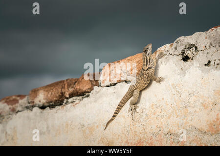 Northern curly-tailed lizard (Leiocephalus carinatus labrossytus) on a wall, Stock Photo