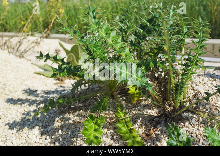 Succulents - stone garden Stock Photo