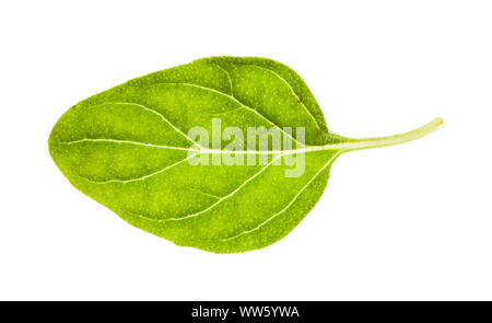 fresh leaf of Oregano herb isolated on white background Stock Photo