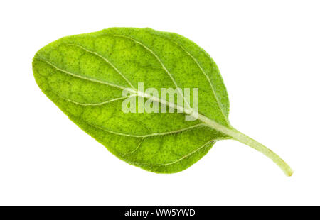 natural leaf of Oregano herb isolated on white background Stock Photo