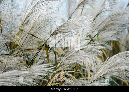 Amur silver grass, Miscanthus sacchariflorus, Silver coloured grasses growing outdoor. Stock Photo