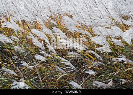 Amur silver grass, Miscanthus sacchariflorus, Silver coloured grasses growing outdoor. Stock Photo