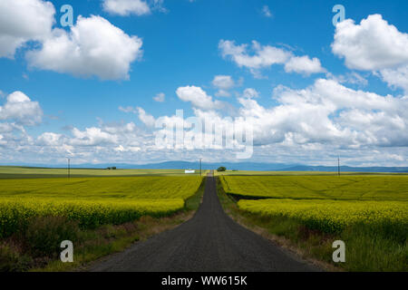 Leading line of a road through a field of mustard plants in the palouse region of western Idaho USA Stock Photo