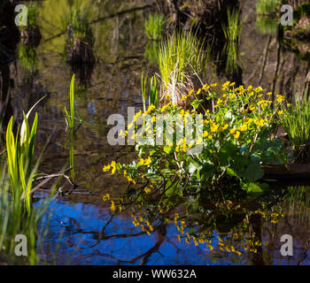Marsh marigold in the pond Stock Photo