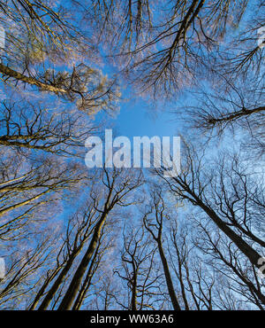 Bald tree tops in beech forest, close up Stock Photo