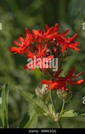 Brilliant lychnis, Lychnis fulgens, Red coloured flowers growing outdoor. Stock Photo