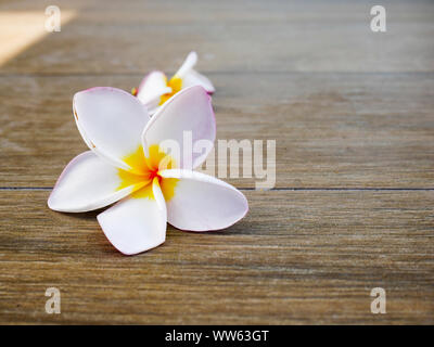 Plumeria flowers are placed on the floor. Stock Photo