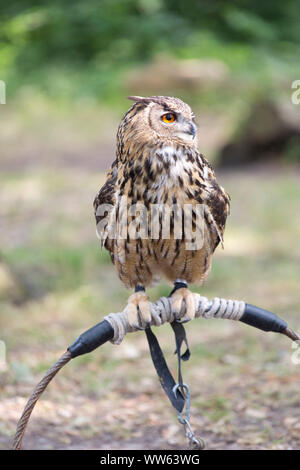 Eagle owl is sitting on bracket, falconry near Dusseldorf, North Rhine-Westphalia, Germany, Bubo bubo Stock Photo