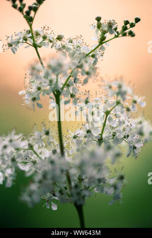 Inflorescence of the true meadowsweet, Filipendula ulmaria, close-up, Stock Photo