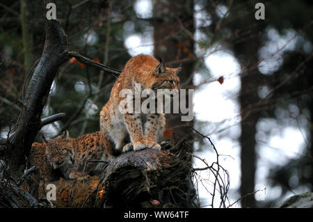 Eurasian lynxes in the forest, Lynx lynx Stock Photo