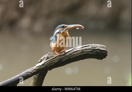 Kingfisher with prey on branch, Alcedo atthis Stock Photo