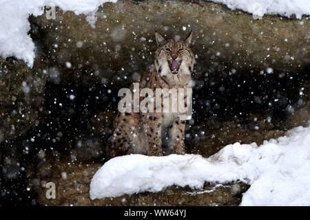 Eurasian lynx in snow-covered rock cave, Lynx lynx Stock Photo