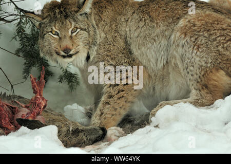 Eurasian lynx with prey in the snow, Lynx lynx Stock Photo