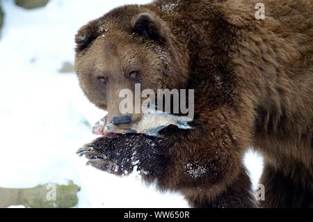 European brown bear in the snow with prey, portrait, Ursus arctos Stock Photo