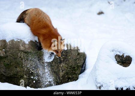 European red fox in the snow, Vulpes vulpes Stock Photo