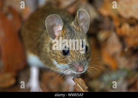 Field mouse in the forest, Mus musculus Stock Photo