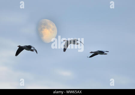 Flying greylag geese in front of moon, Anser anser Stock Photo