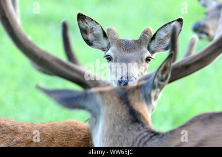 Young red deer on meadow, Cervus elaphus Stock Photo