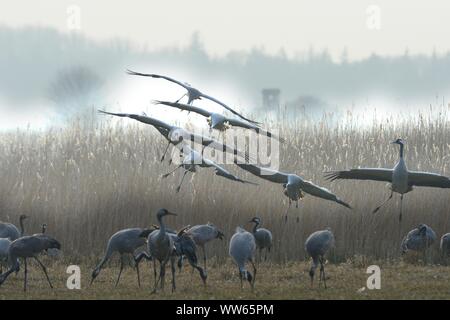 Cranes on field, Grus grus Stock Photo