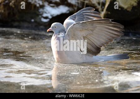 Common wood pigeon bathing in winter, Columba palumbus Stock Photo