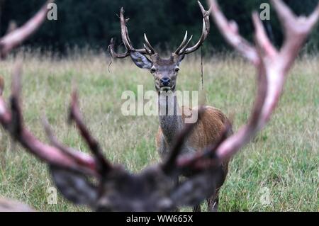 Red deer in meadow, Cervus elaphus Stock Photo
