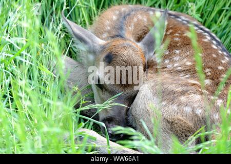 Red deer fawn, Cervus elaphus Stock Photo