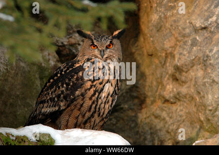 Eagle-owl in the forest, close-up, bubo bubo Stock Photo