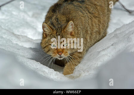 Wildcat in the snow, Felis silvestris Stock Photo