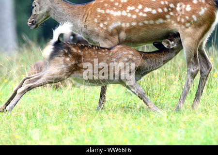 Sika deer hind nursing young, Cervus nippon Stock Photo