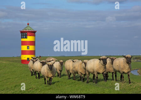 Sheep on the dyke in front of the Pilsum lighthouse in the East Frisian landscape Krummhoern. Stock Photo