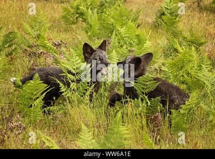 Red fox prancing and playing in the fields and looking for their next meal. Baby fox learn from their parents and through meaningful play. Stock Photo