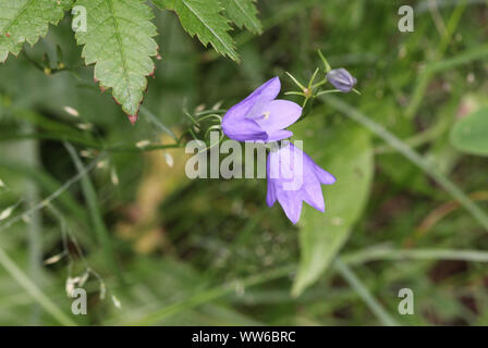 close up of Campanula rotundifolia, known as the harebell, bluebell, blawort, hair-bell and lady's thimble Stock Photo