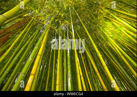 Bamboo plantation, Green bamboo fence texture background, bamboo texture Stock Photo