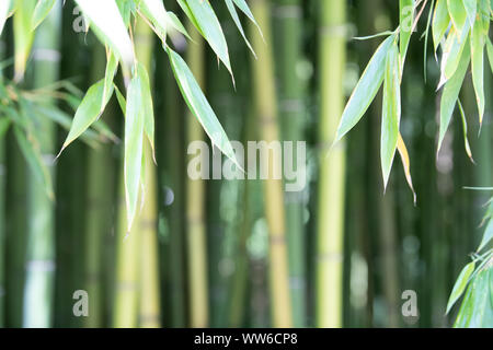 Bamboo plantation, Green bamboo fence texture background, bamboo texture Stock Photo