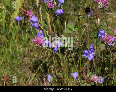 close up of Campanula rotundifolia, known as the harebell, bluebell, blawort, hair-bell and lady's thimble Stock Photo